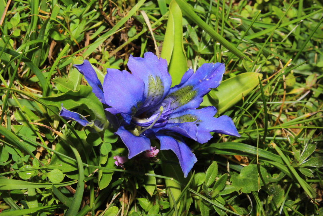 Lusus di Gentiana acaulis ??